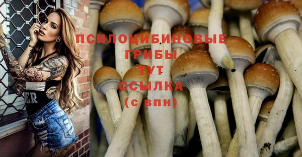 прущие грибы Пестово